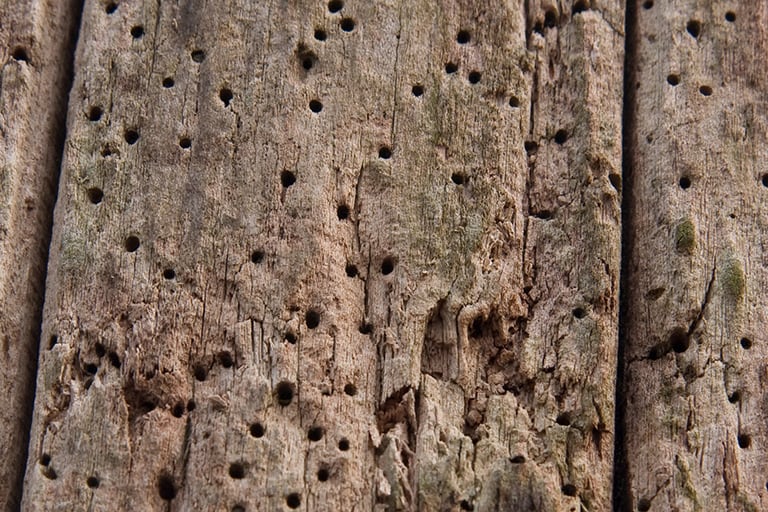 Tratamiento de xilófagos en Mallorca | Tratamiento termitas Mallorca Tratamiento de xilófagos en Mallorca | Tratamiento carcoma Mallorca